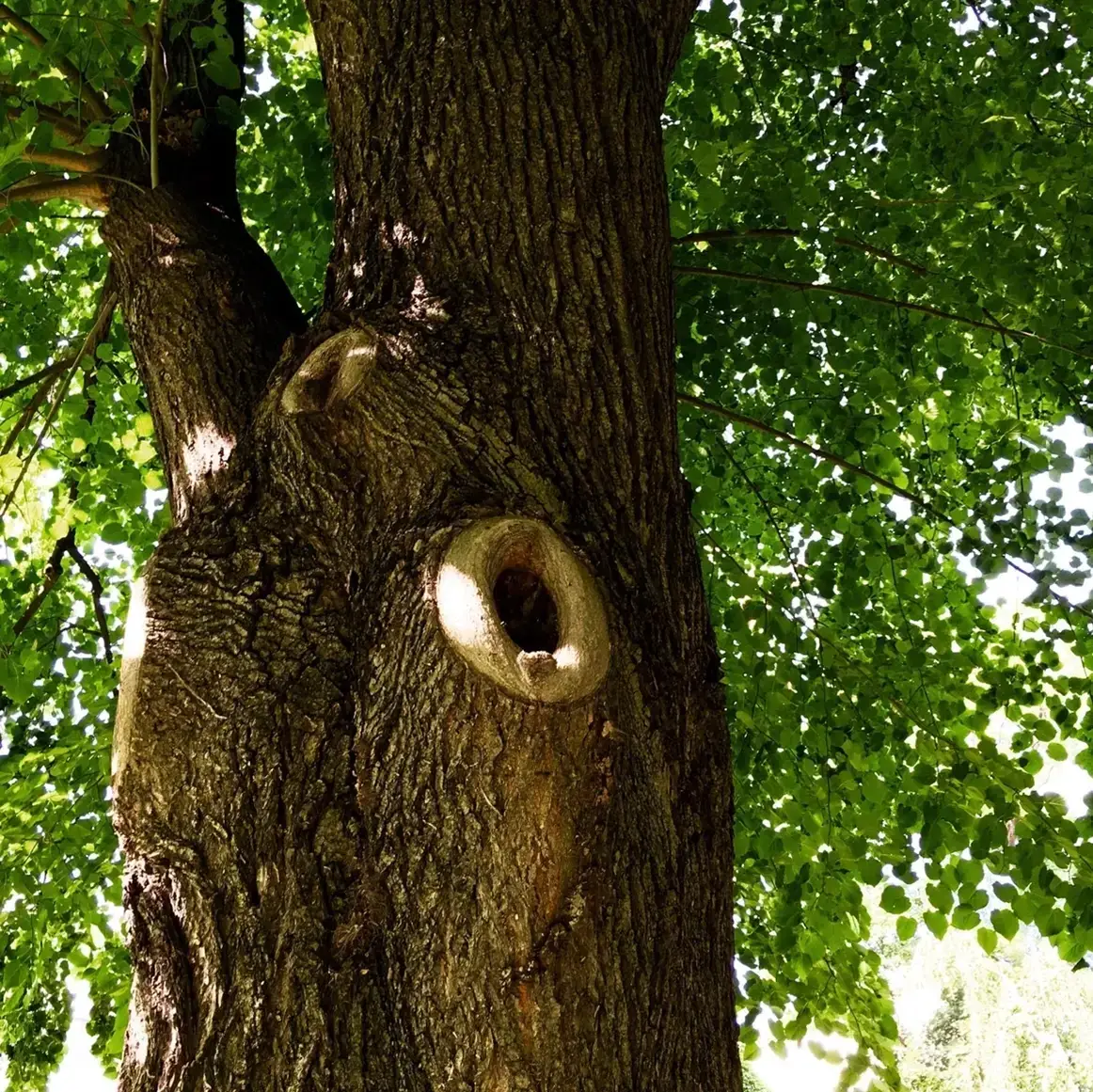 FOTO-01-Baumpflege-und-Gartengestaltung.webp