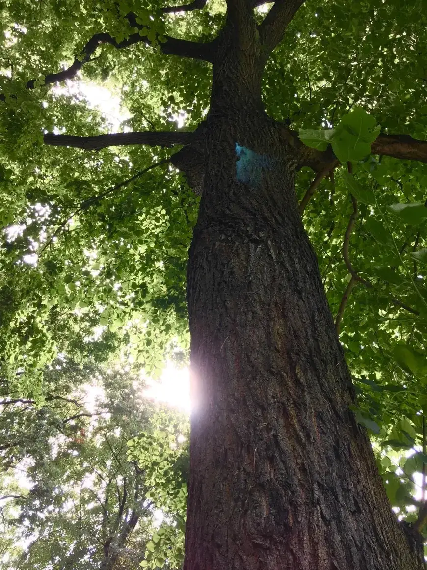 FOTO-02-CheckMyTree-Baumpflege-und-Gartengestaltung.webp