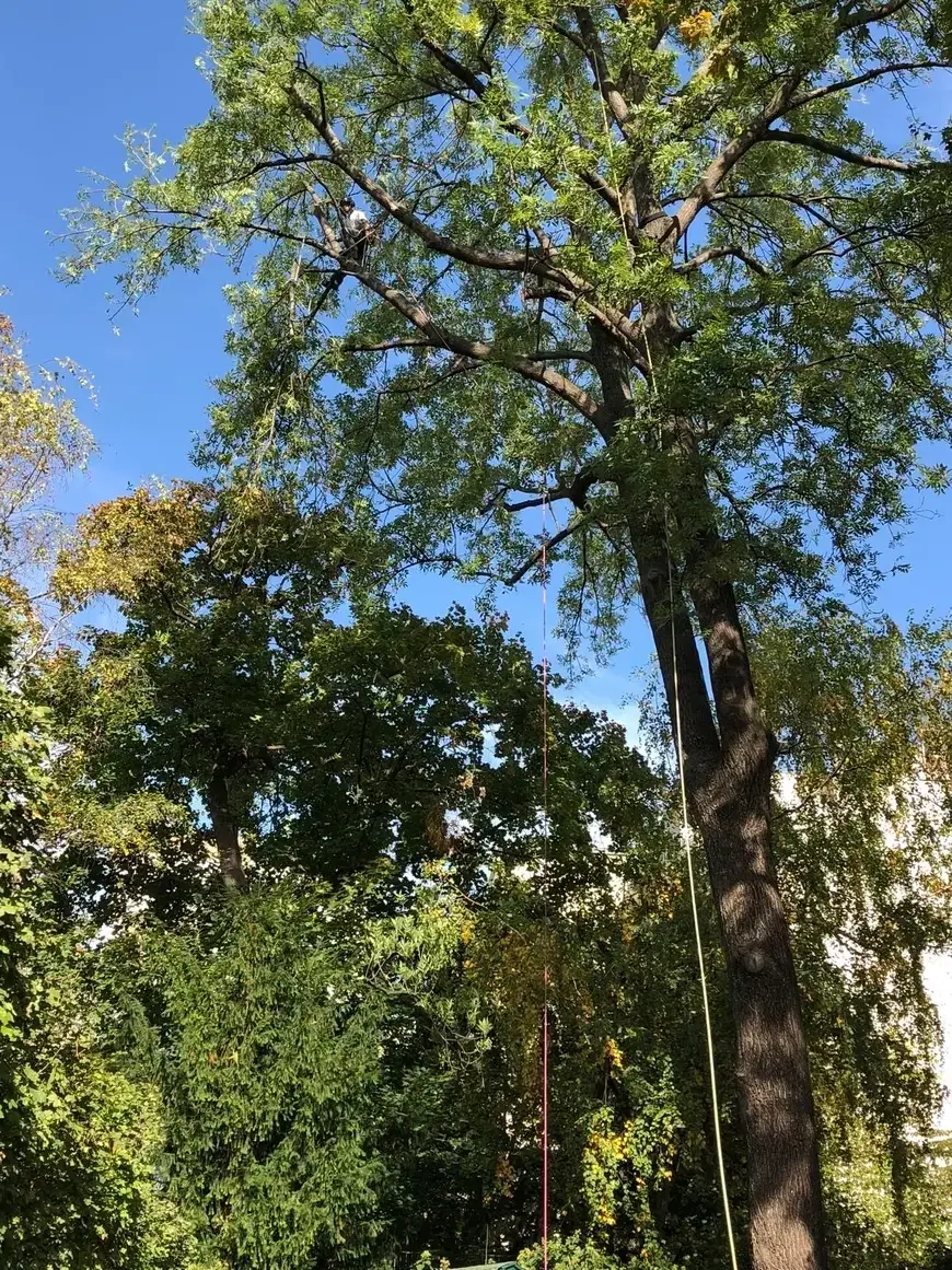 FOTO-03-CheckMyTree-Baumpflege-und-Gartengestaltung.webp