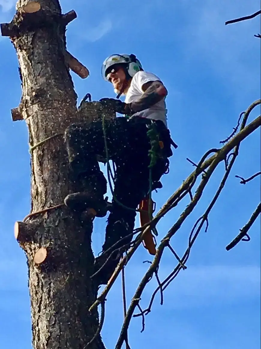 FOTO-05-CheckMyTree-Baumpflege-und-Gartengestaltung.webp