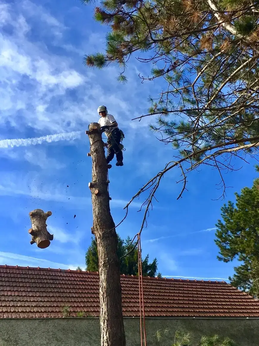 FOTO-05-CheckMyTree-Baumpflege-und-Gartengestaltung.webp
