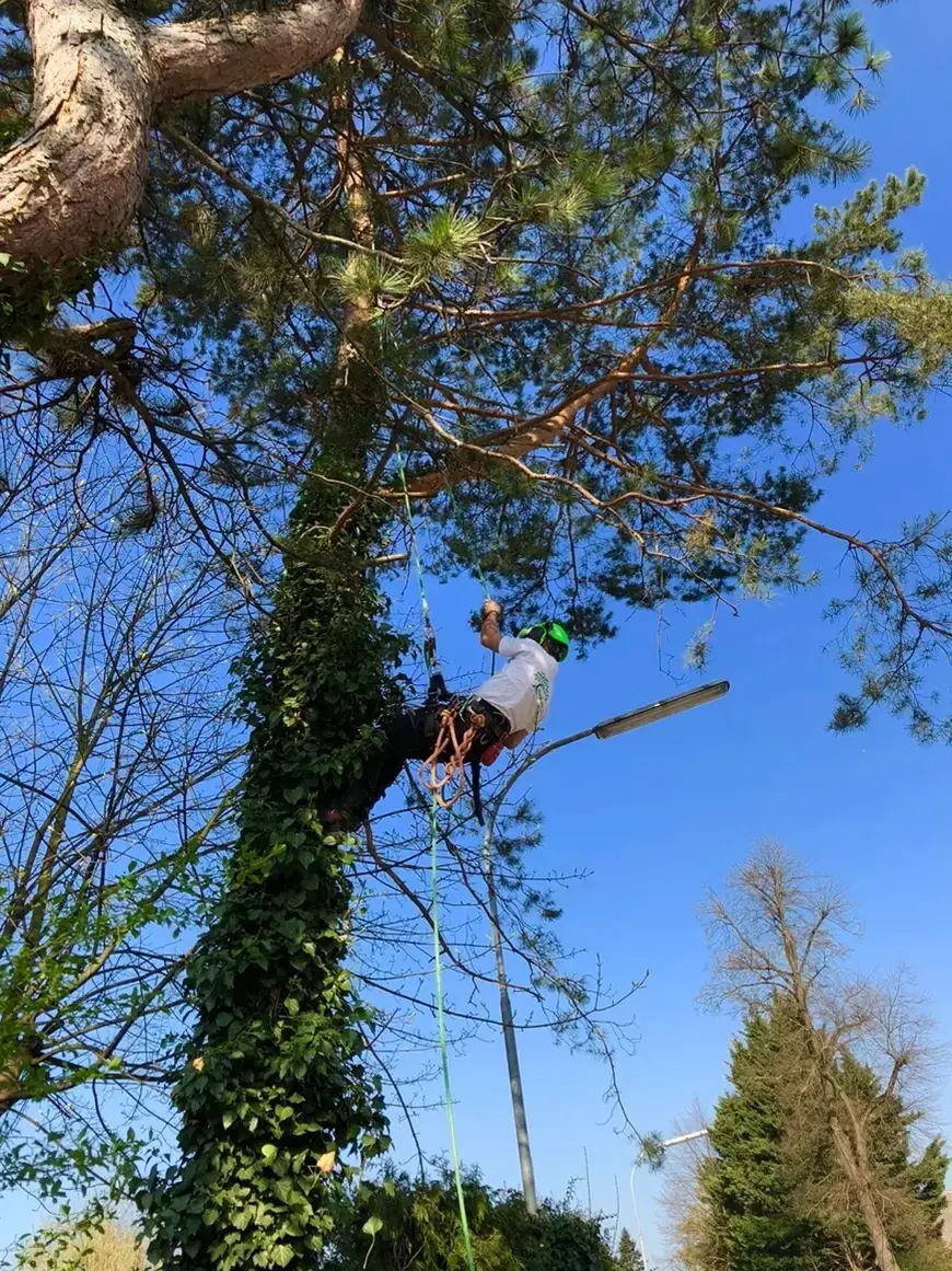FOTO-06-CheckMyTree-Baumpflege-und-Gartengestaltung.webp