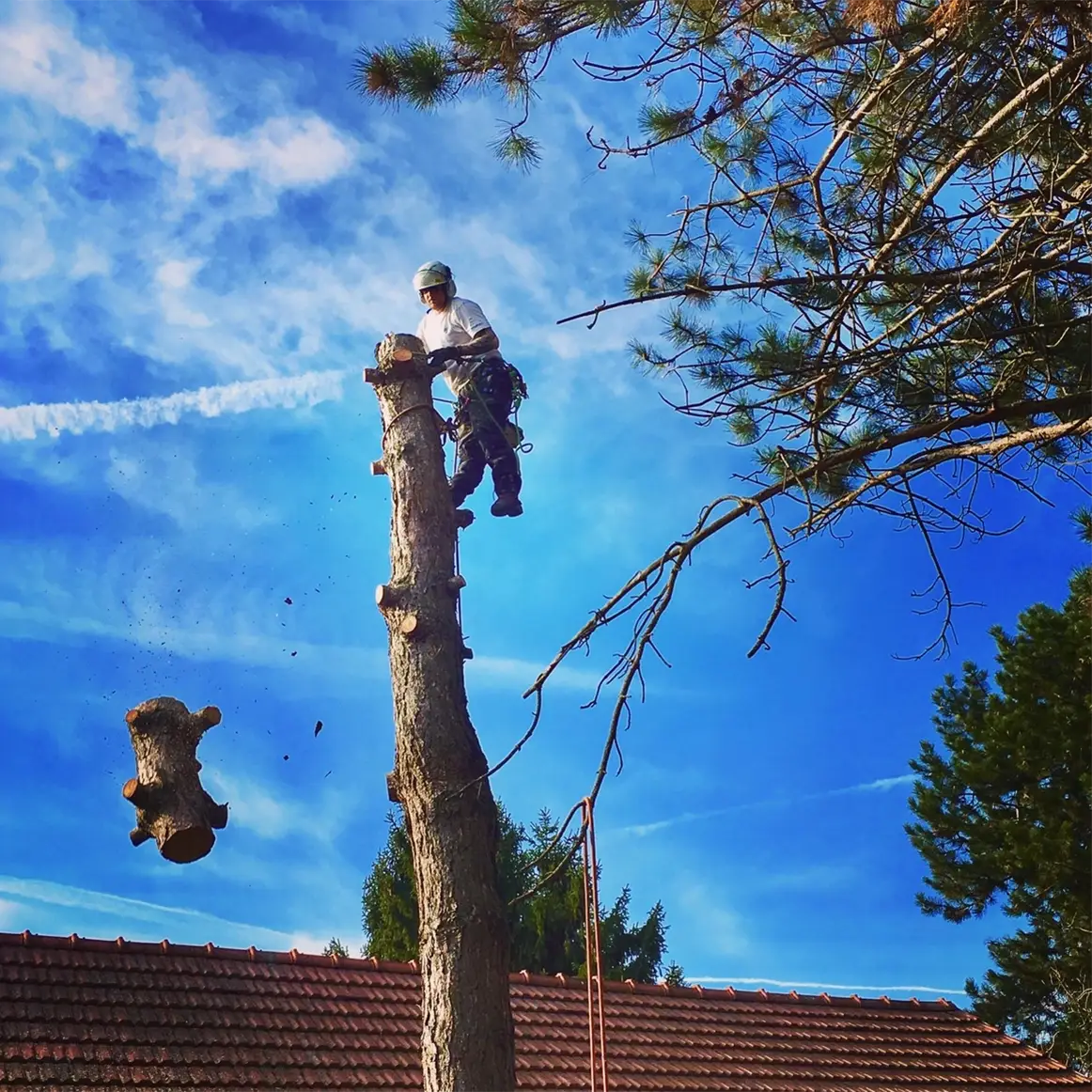 FOTO 07 CheckMyTree - Baumpflege und Gartengestaltung